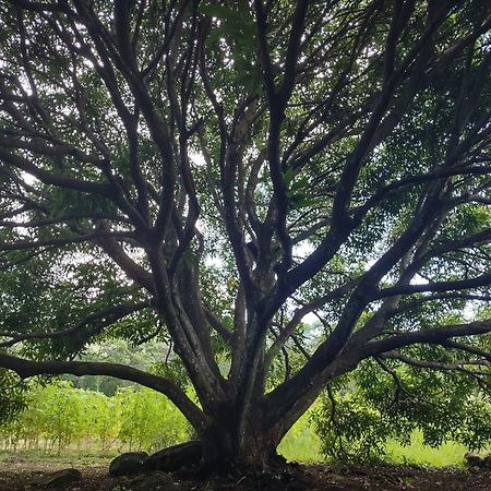 Finca Mystica Mérida Exteriér fotografie